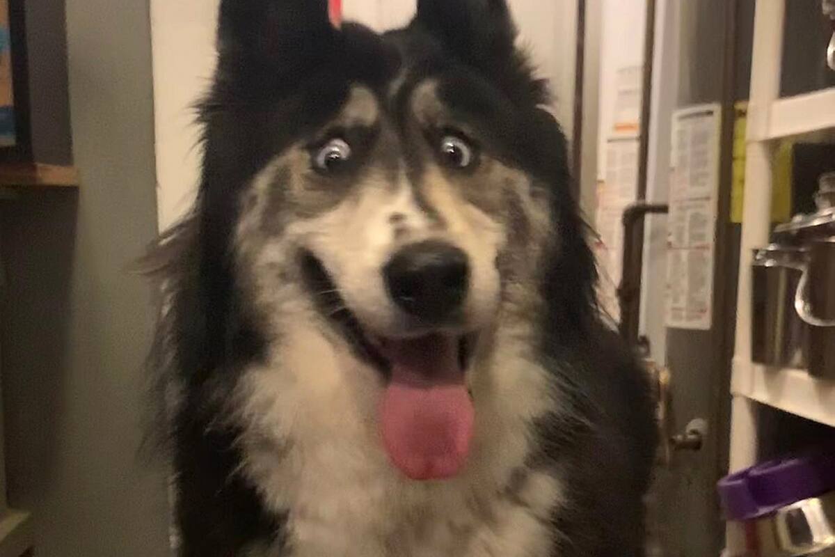 Husky con los ojos cruzados en busca de un hogar para siempre en Nueva Jersey