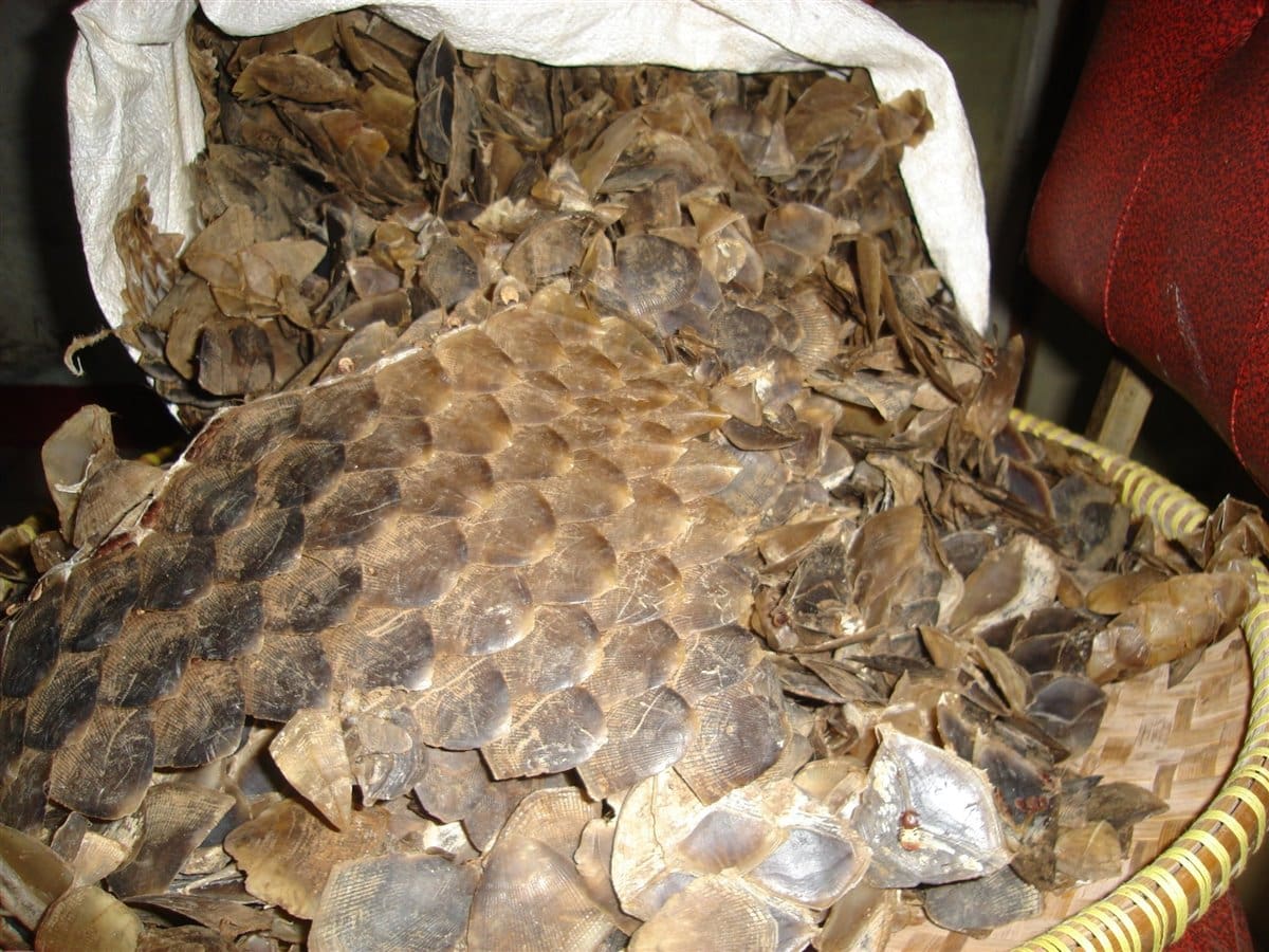 Escamas de pangolín.