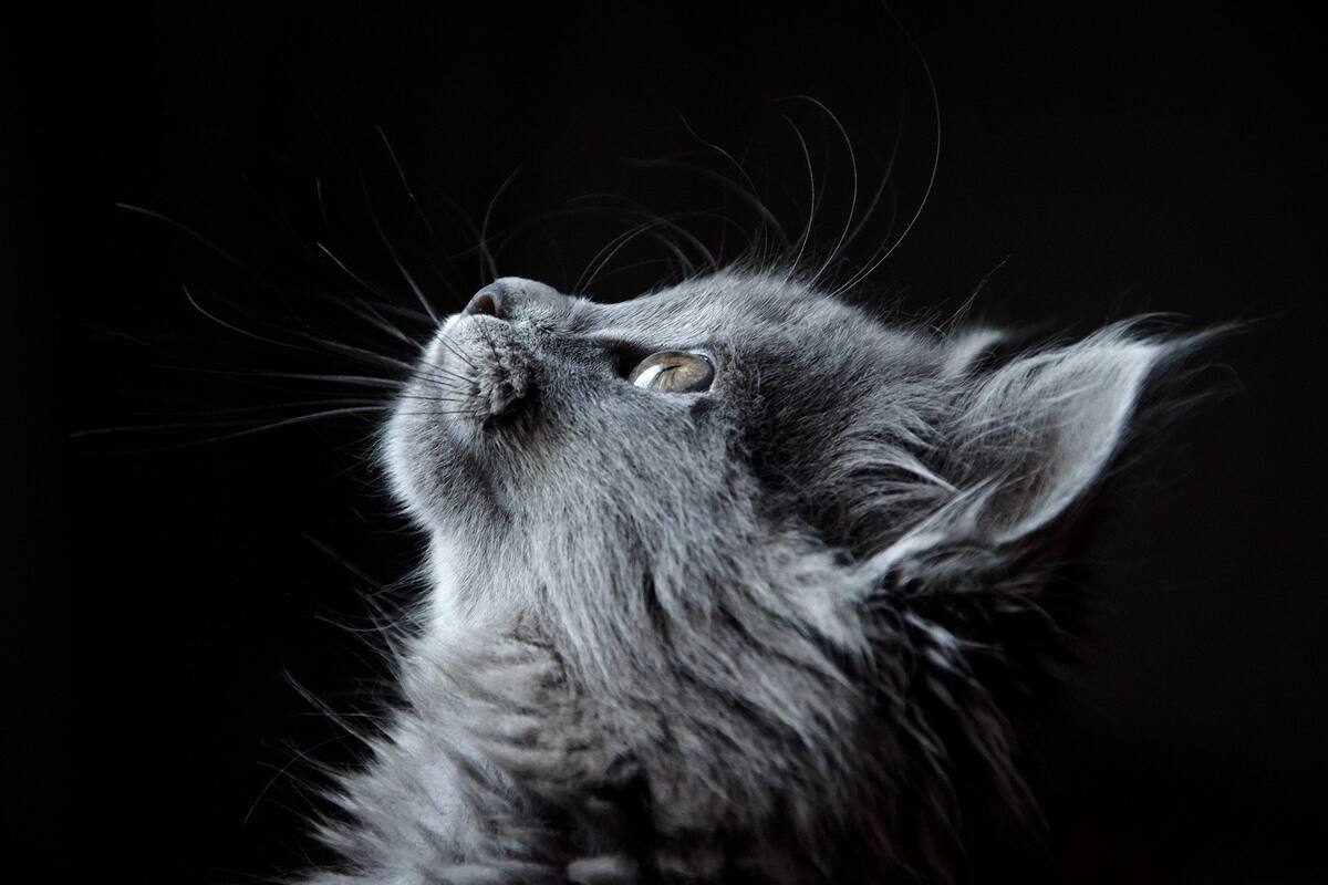 Descubrió que estaba embarazada gracias a su gato