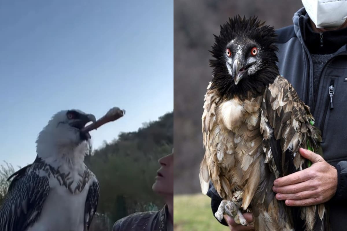 Esta sorprendente ave, conocida como quebrantahuesos, se alimenta principalmente de huesos de gran tamaño