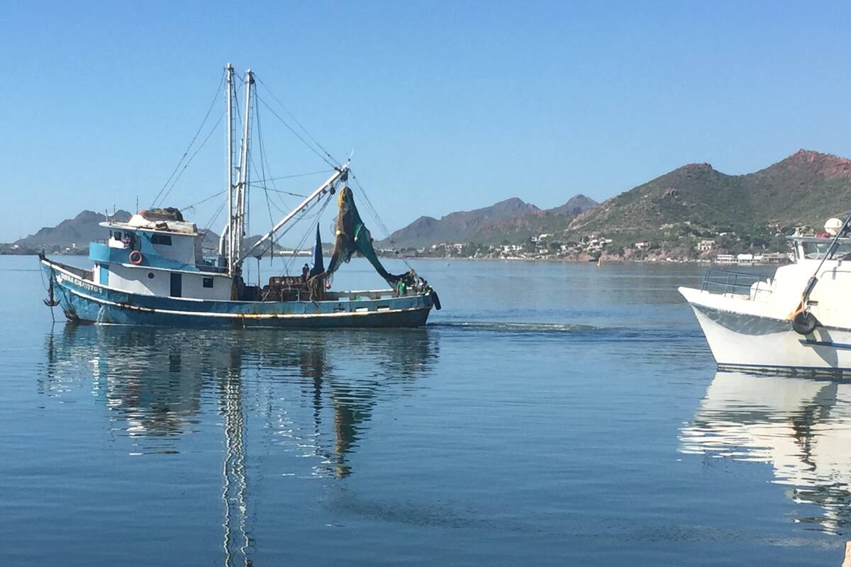 El 80% de los barcos de Guaymas saldrán a pescar camarón: Navarro