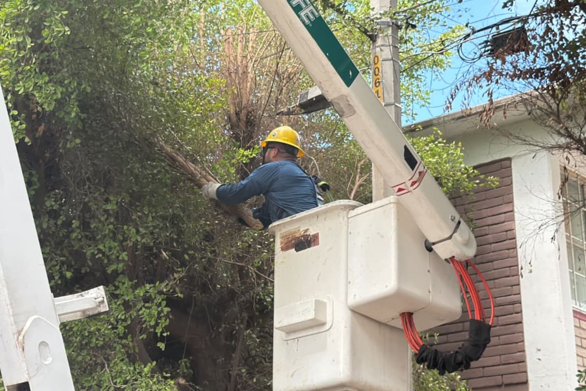 Son “brazos” de árboles, un dolor de cabeza para la CFE; dañan líneas y causan apagones