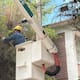 Son “brazos” de árboles, un dolor de cabeza para la CFE; dañan líneas y causan apagones