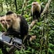Monos aprenden a usar IA para conseguir comida