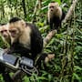 Monos capuchinos aprenden a usar una pantalla con inteligencia artificial para conseguir comida en la selva de Costa Rica, mientras el sistema reconoce sus rostros y adapta pruebas para estudiar cómo aprenden y toman decisiones en libertad
