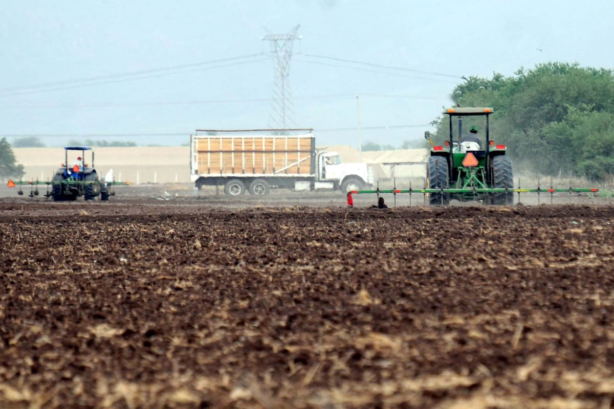 Altas temperaturas disparan plagas y obligan a productores del Valle del Yaqui a fumigar hasta cinco veces por ciclo