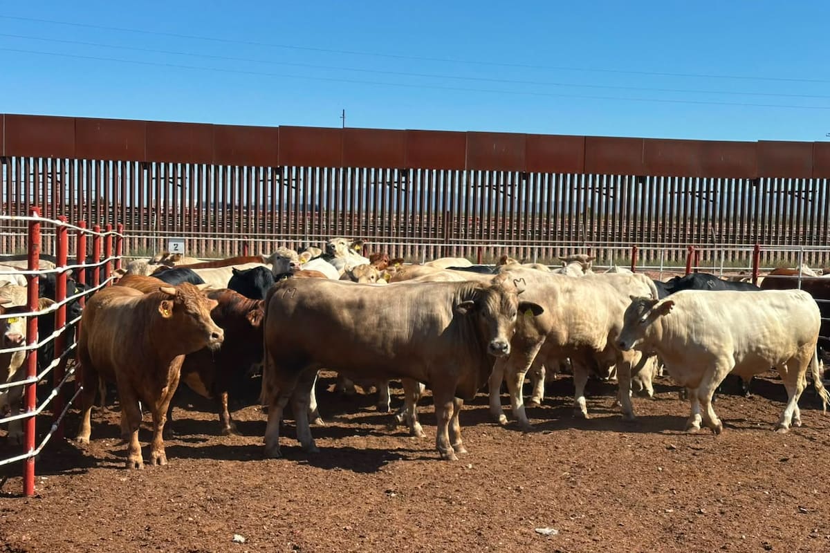 Reapertura ganadera de EEUU abre salida al rezago de reses en Sonora tras pérdidas de 350 millones de dólares y ventas hasta 40% más bajas en México