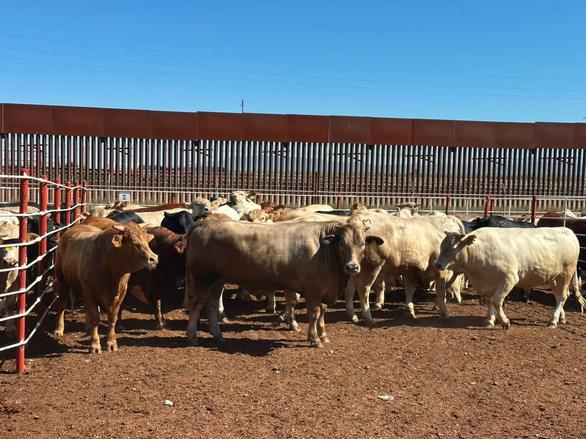 La reapertura permitirá movilizar gradualmente el ganado pesado acumulado en Sonora durante los cierres intermitentes de la frontera. FOTO: UNIÓN GANADERA REGIONAL DE SONORA