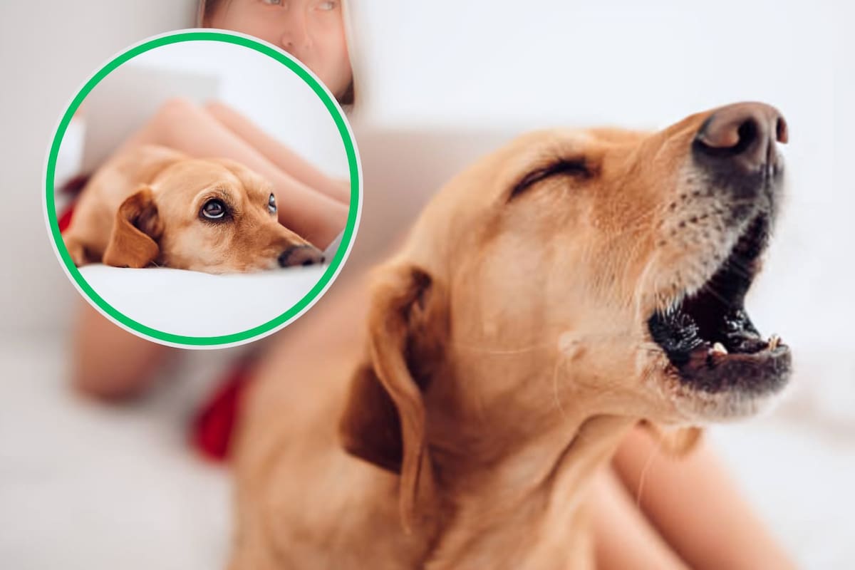 ¿Por qué los perros ladran a ciertas personas y a otras no? Esta es la razón