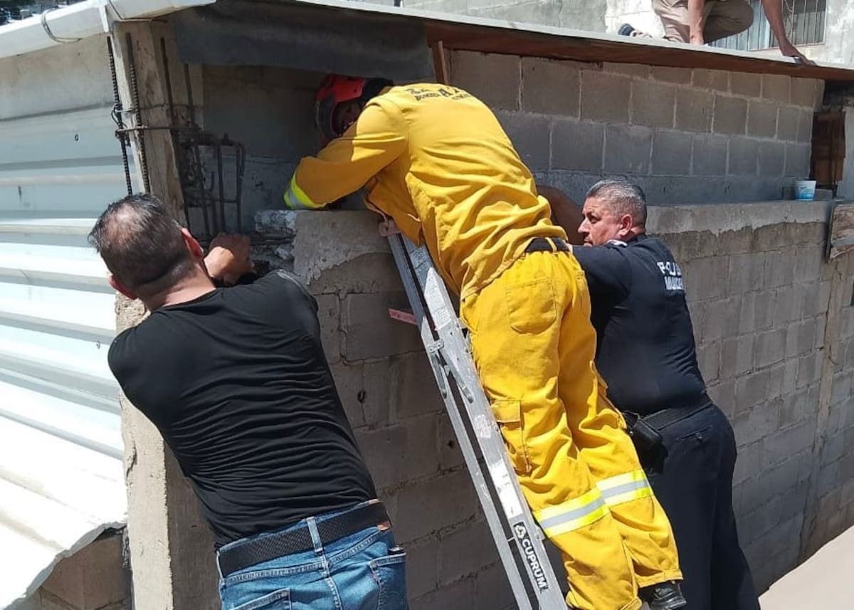 El personal realizó maniobras para liberar al cachorro felino logrando el rescate con éxito. Foto: Cortesía