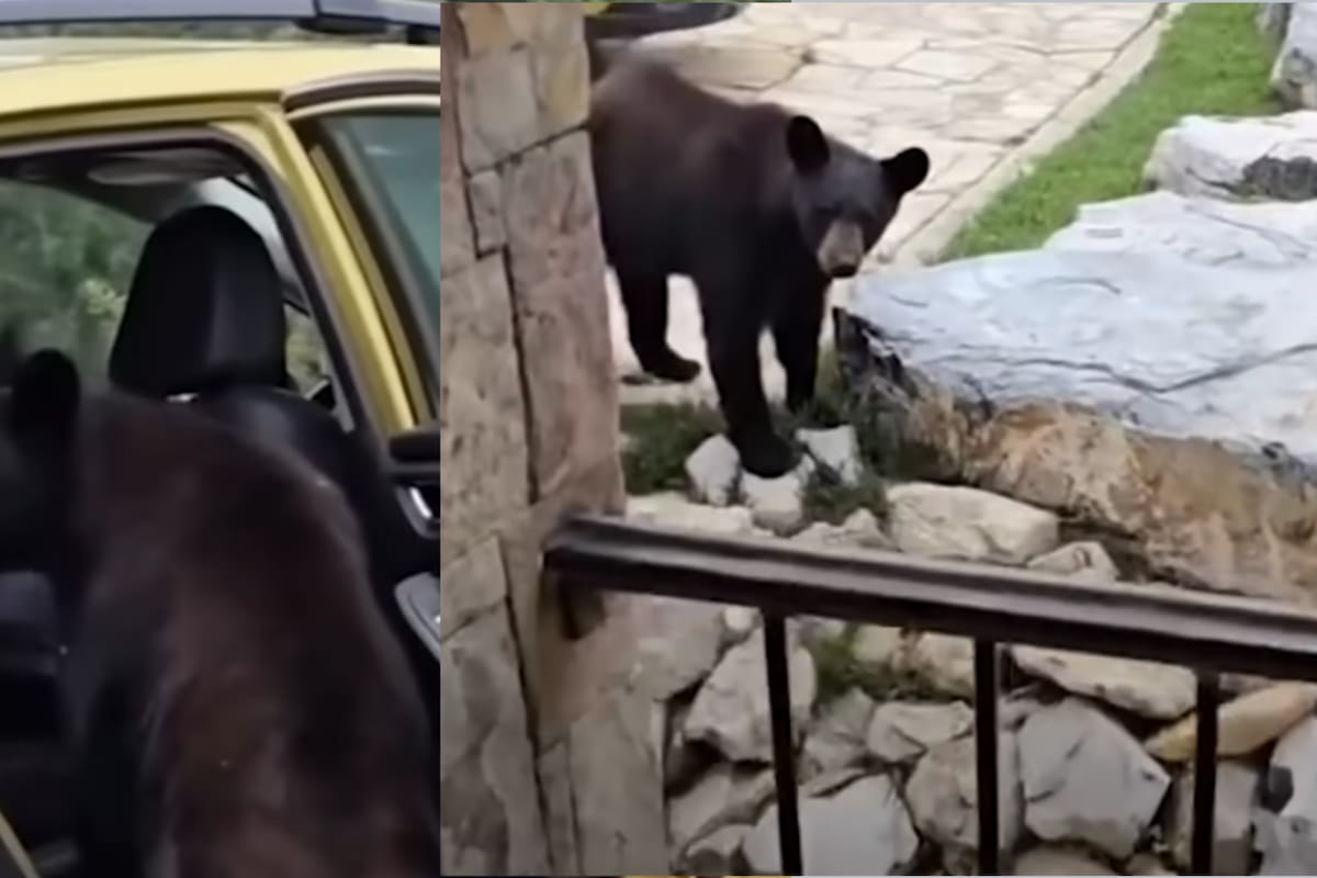 VIDEO: Oso negro abre camionetas en Monterreal en busca de comida