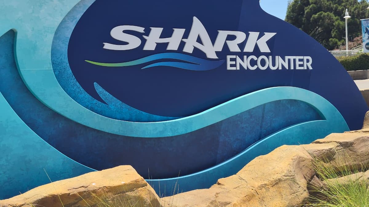 Sumérgete entre 11 especies de tiburones en el Shark Encounter de SeaWorld de San Diego