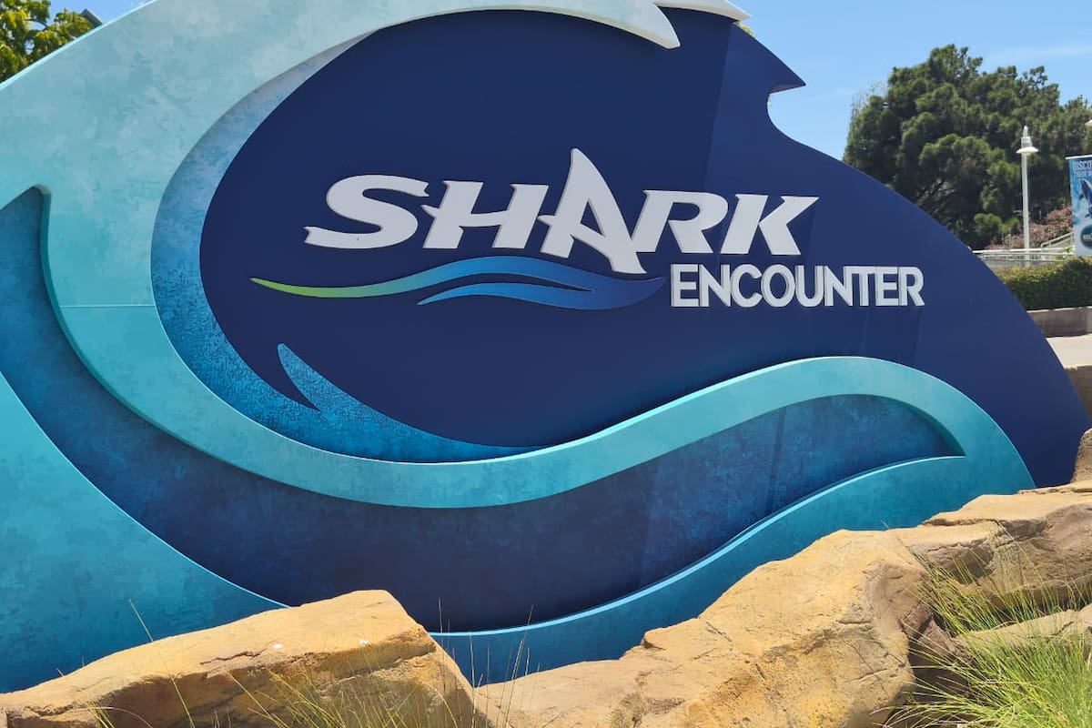 Sumérgete entre 11 especies de tiburones en el Shark Encounter de SeaWorld de San Diego