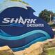 Sumérgete entre 11 especies de tiburones en el Shark Encounter de SeaWorld de San Diego