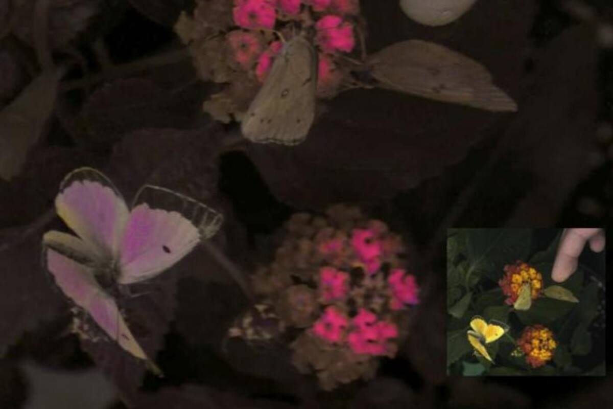 Nuevo sistema de cámara capta el mundo a color que ven los animales