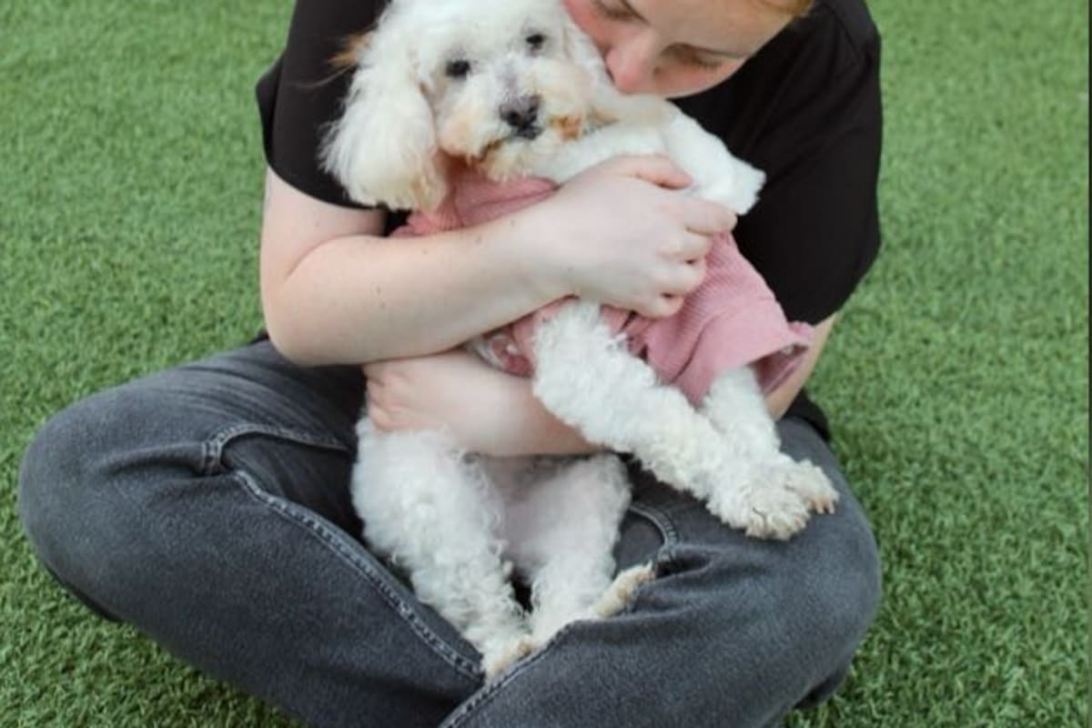 Invita KUKUS A.C. a rescatar animales en situación de calle