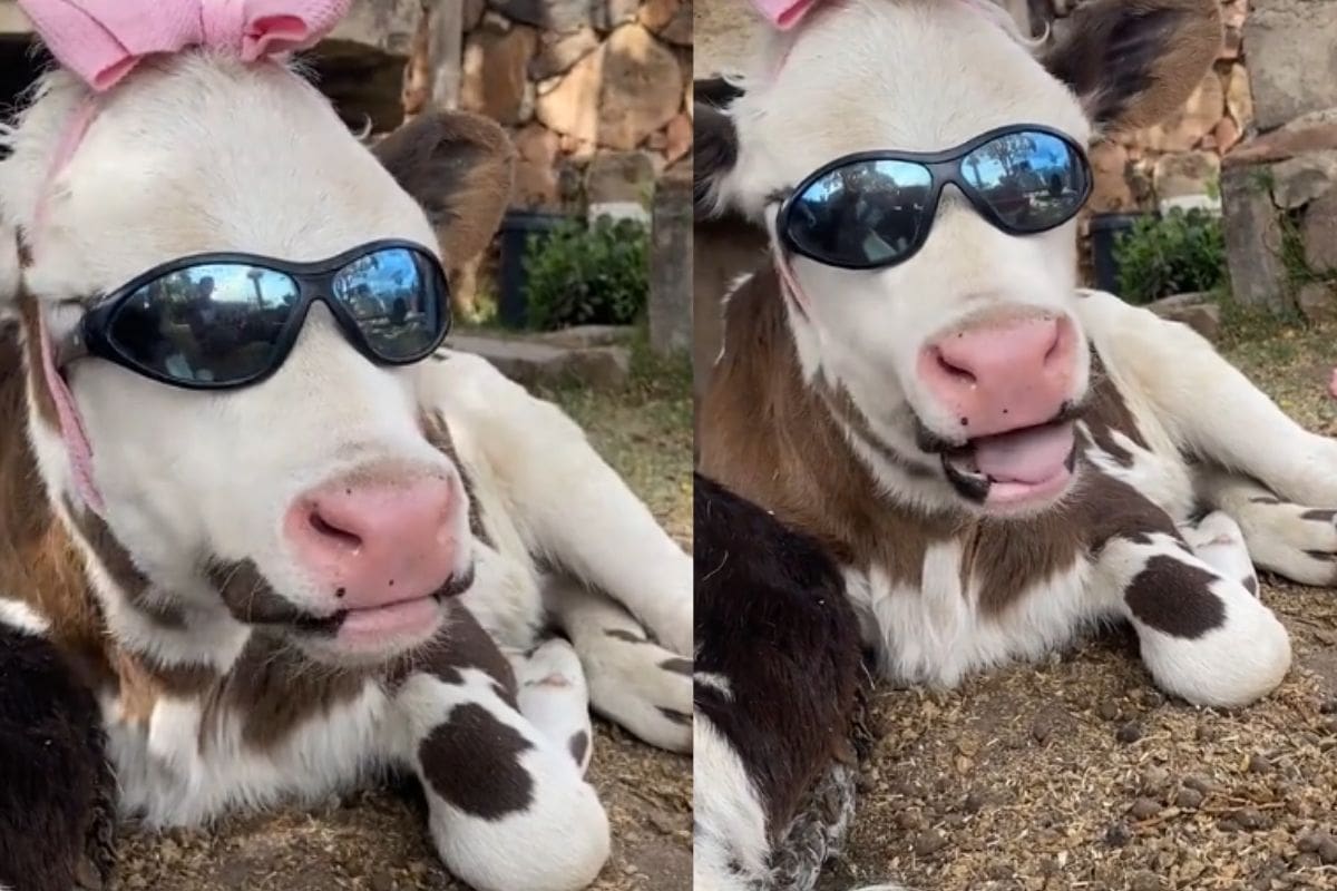 “No entenderán la vibra”: Se viraliza una vaca con un moño rosa y lentes de sol