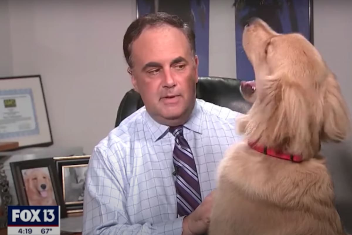 Accidentes chistosos durante transmisiones en cuarentena