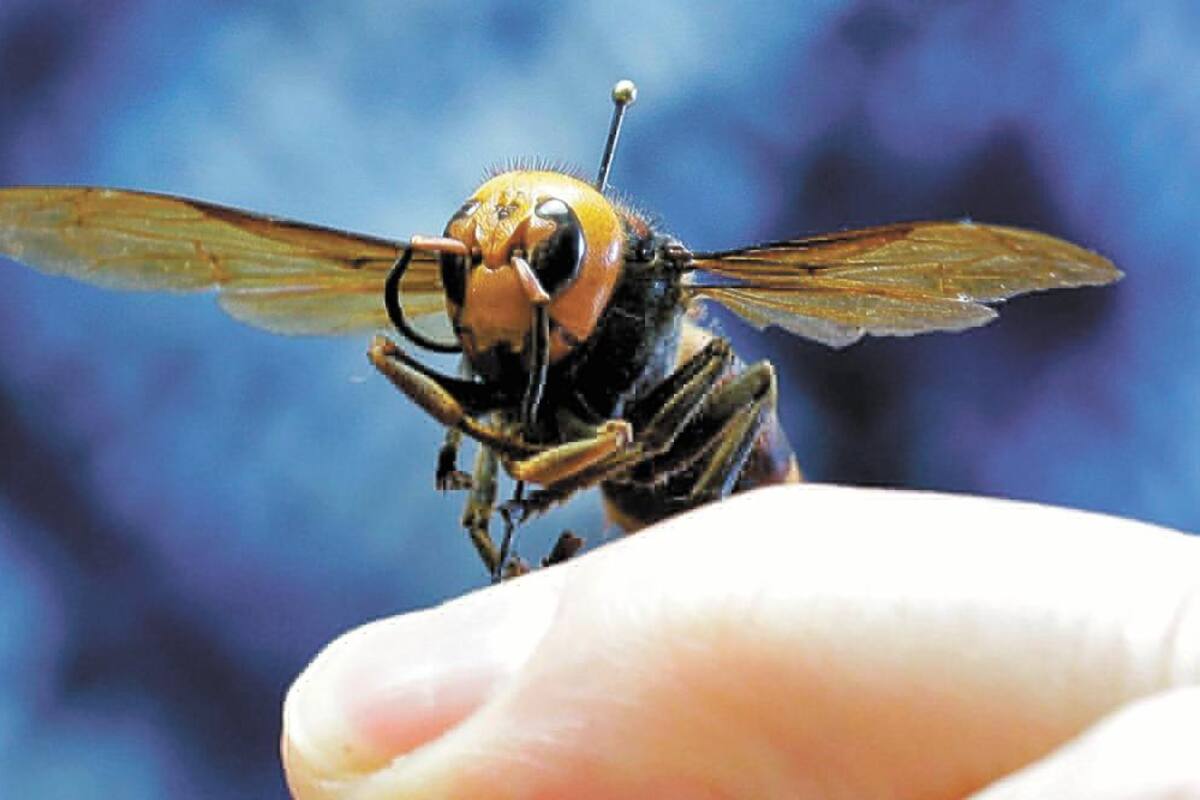 Avispón asiático: Sin riesgo Sonora