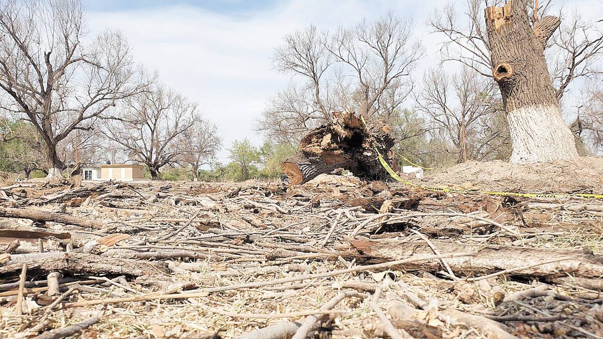 Los álamos del río Mayo no resistieron los estragos de la sequía.