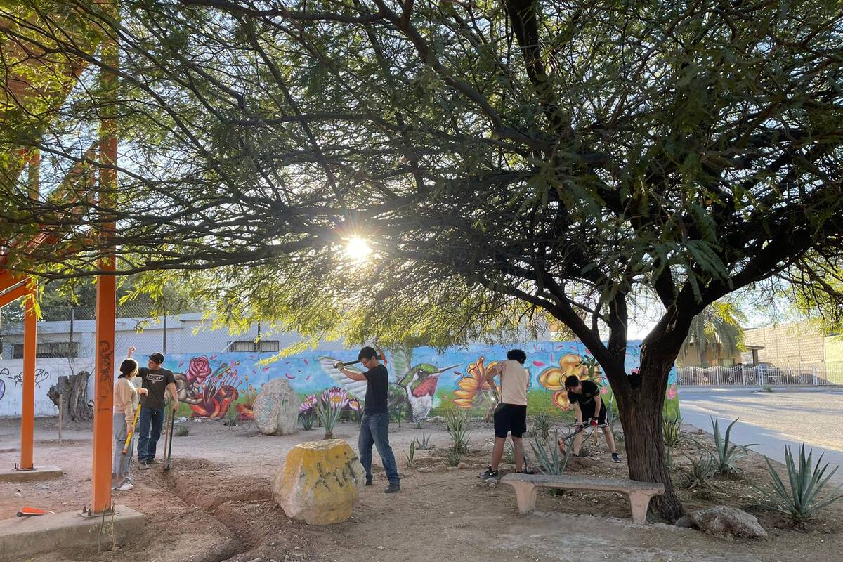 Buscan hacer del parque La Antena en Hermosillo ¡un ‘minibosque’!