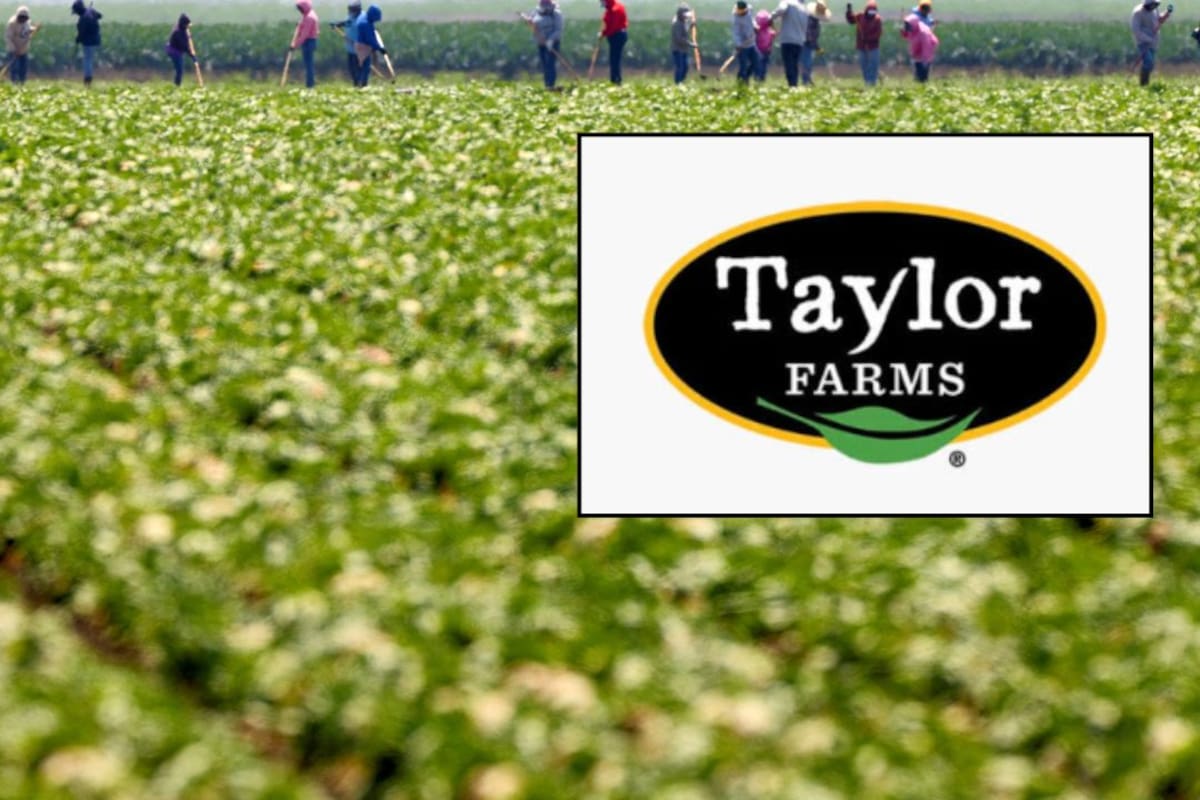 Taylor Farms decide suspender la lechuga iceberg del centro de México para EEUU y Canadá durante la temporada de lluvias