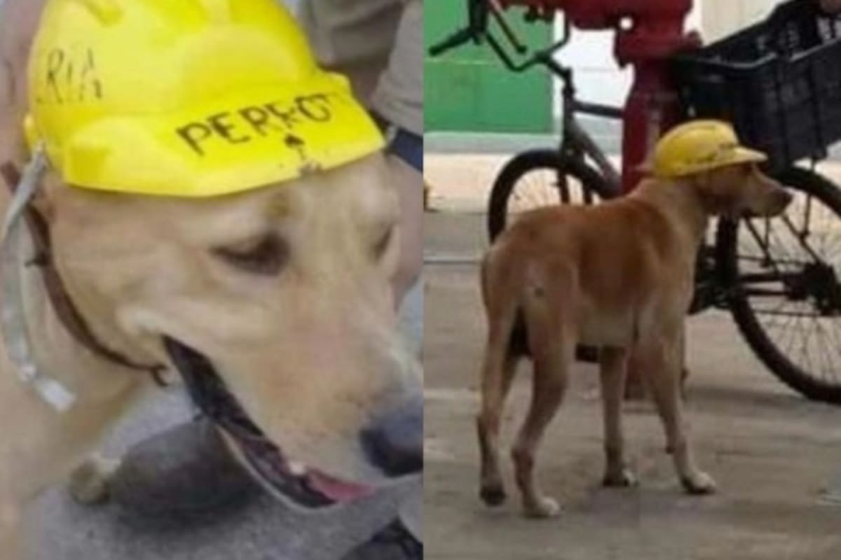 “Perrote”, el encantador can obrero en Pemex de Tamaulipas