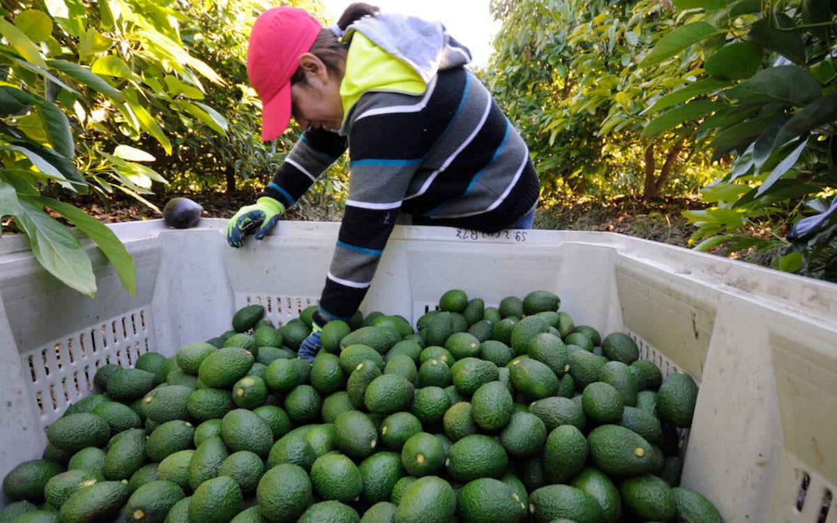 Foto: Senasica.
México es el principal productor de aguacate en el mundo, con casi un millón y medio de toneladas cosechadas al año