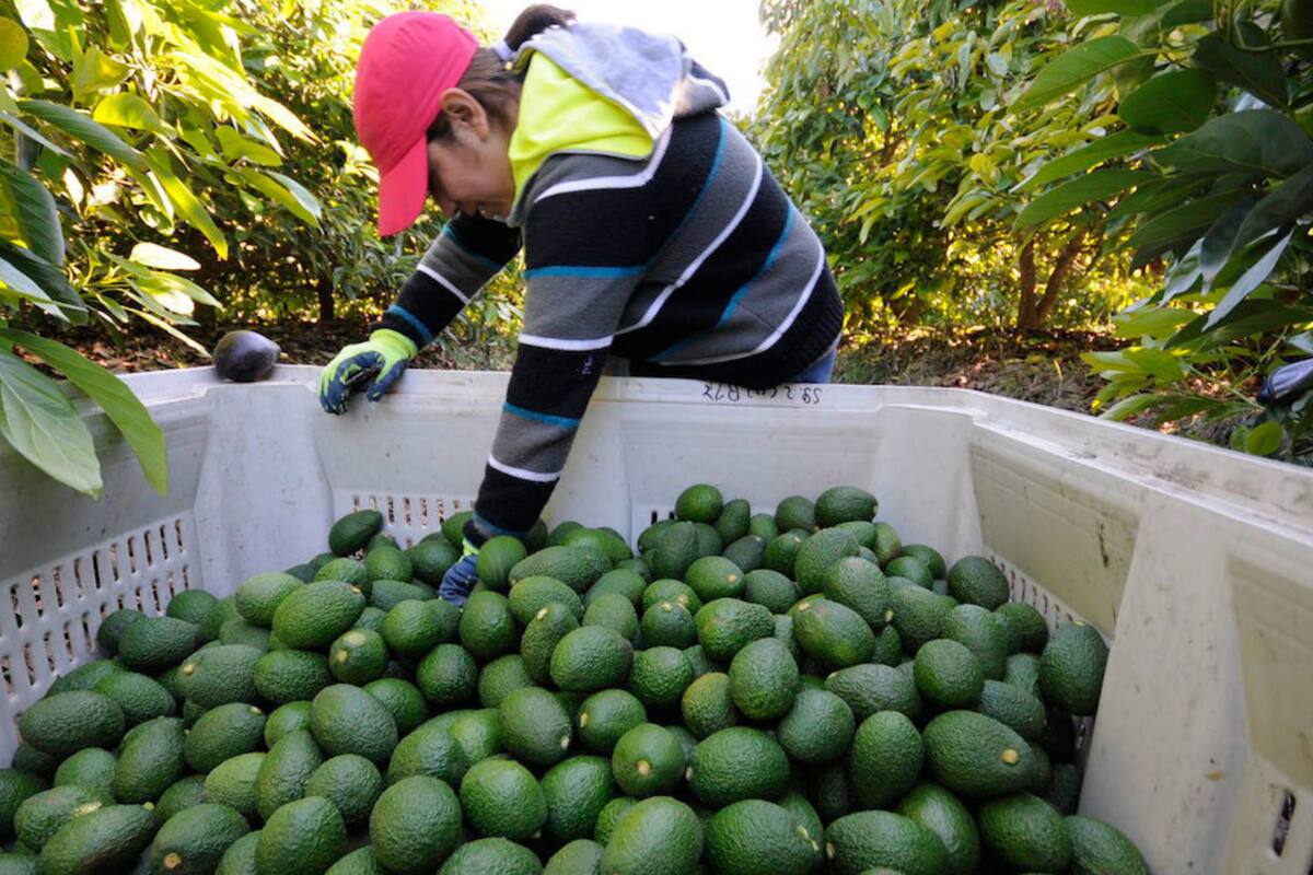 APEAM pide a Estados Unidos reactivar exportaciones de aguacate; envíos paralizados por violencia