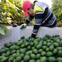 APEAM pide a Estados Unidos reactivar exportaciones de aguacate; envíos paralizados por violencia