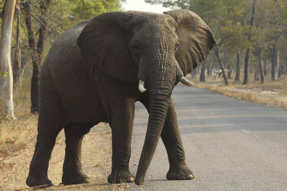 Triste noticia: Mueren 55 elefantes de hambre en Zimbabue
