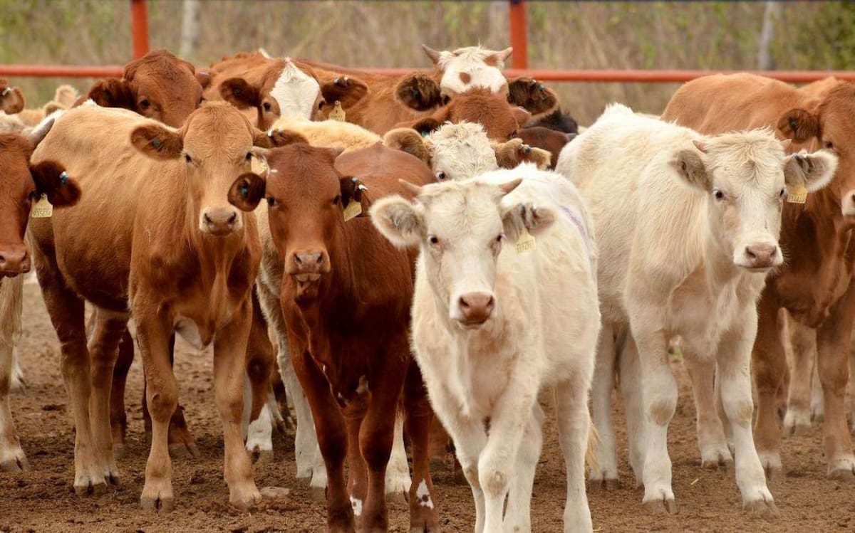 En los ranchos de los productores sonorenses hay cerca de 100 mil cabezas de ganado listas para su exportación a Estados Unidos. FOTO: MAYRA ECHEVERRÍA