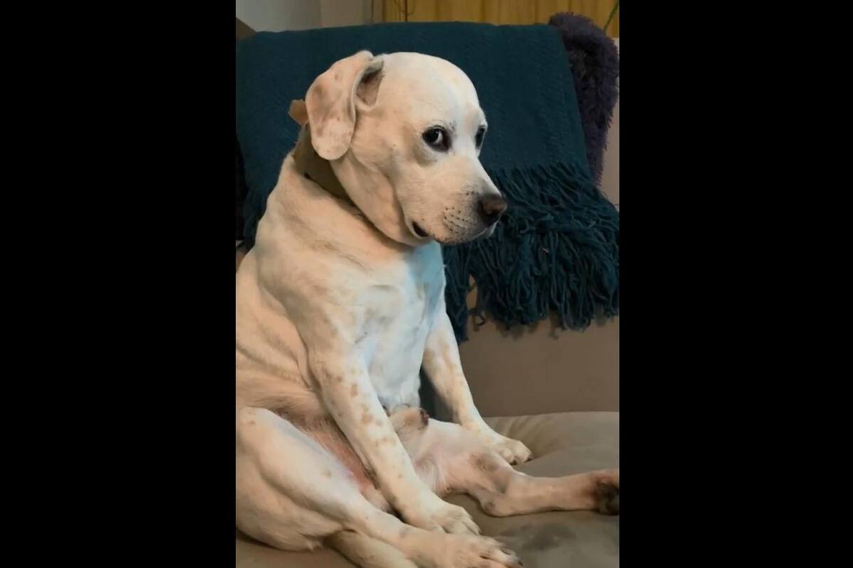VIRAL TIKTOK: Perrito se molesta con su dueña al escuchar "Mi bebito fiu fiu"