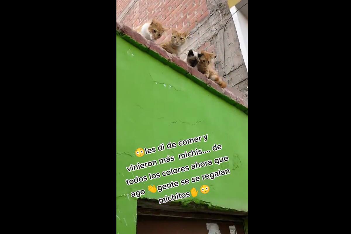 VIRAL TIKTOK: Este hombre le da alimento a gatitos callejeros y horas después llegan más animales
