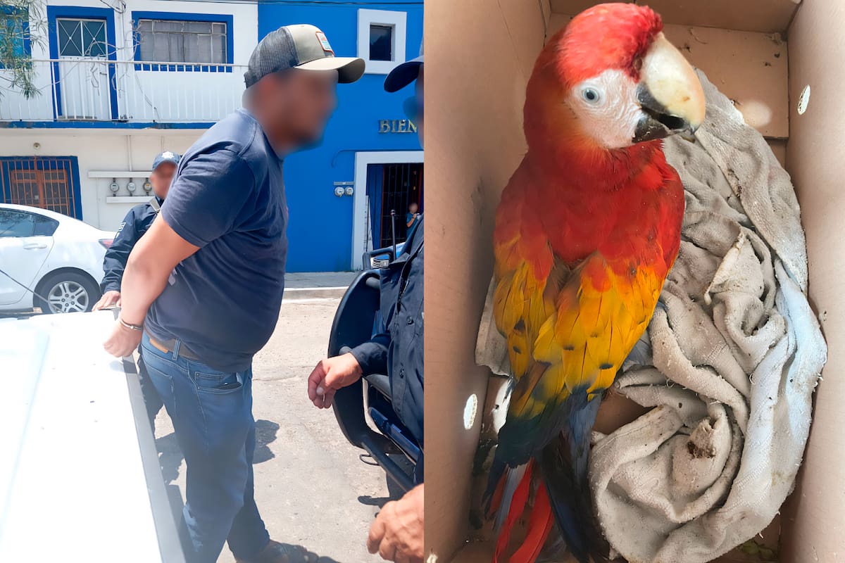 Profepa rescata cinco aves protegidas en Oaxaca; el vendedor fue detenido y entregado a la FGR