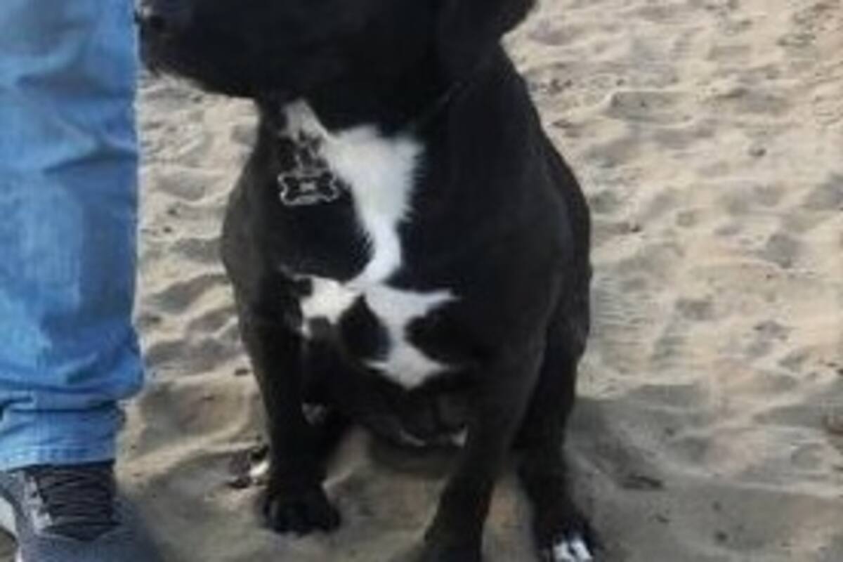 Rescatan a perrito de acantilado