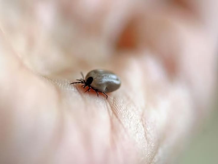 Alertan por riesgo de rickettsiosis y piden reforzar limpieza en hogares con mascotas