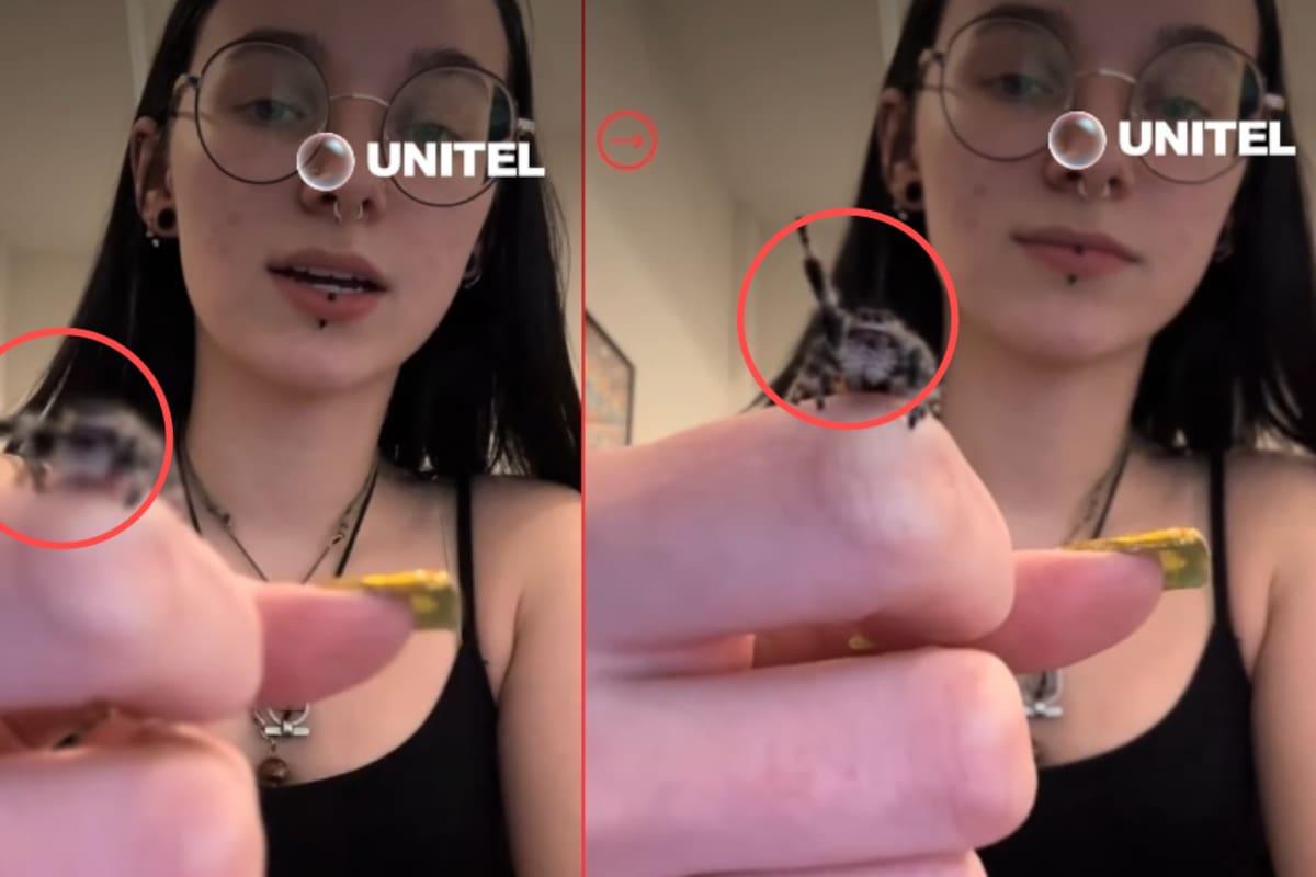 “Ahora quiero una de mascota”: Mini tarántula se vuelve viral por saludar cuando su dueña se lo indica