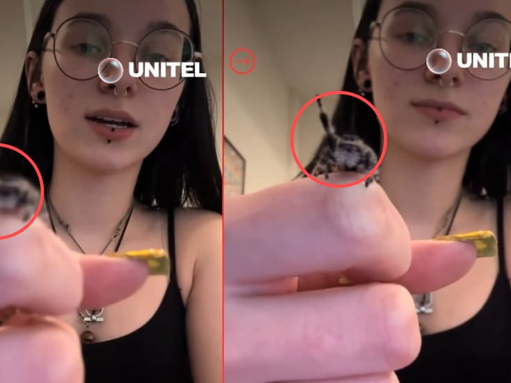 “Ahora quiero una de mascota”: Mini tarántula se vuelve viral por saludar cuando su dueña se lo indica