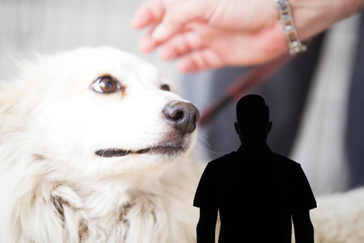 Reportan a presunto asesino serial de perritos, quien los tortura y deja atados en la vía pública