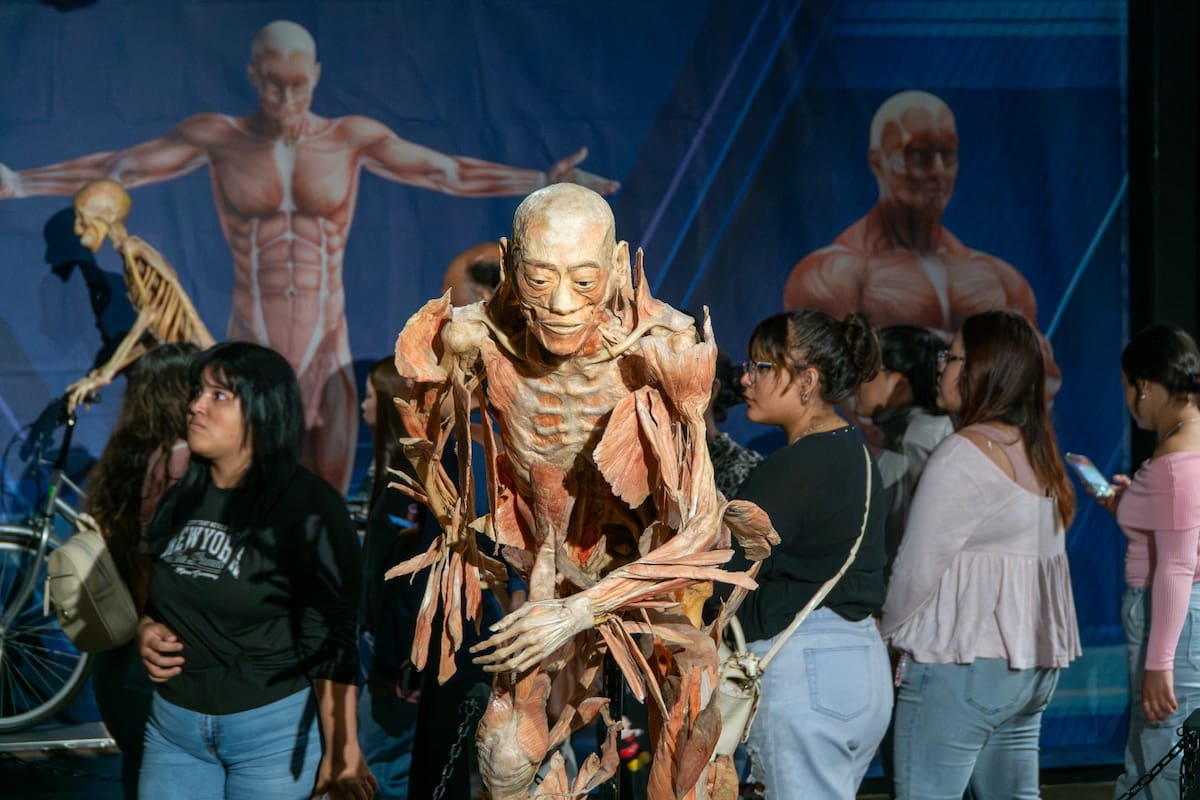 “Our Body” lleva a más de 250 estudiantes a aprender anatomía fuera del aula