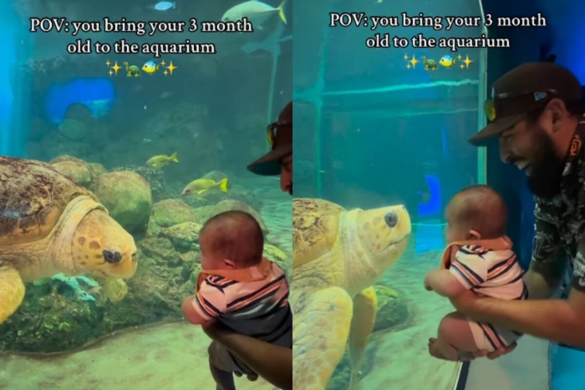 Adorable encuentro: bebé visita el acuario por primera vez y sorprende con una gran tortuga marina