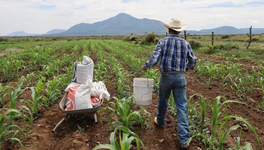 Productores acusan a Sheinbaum de favorecer a grandes empresas y afectar al campo  tras el acuerdo Nacional Maíz-Tortilla “las grades corporaciones siguen  ganando” | Noticias de México | El Imparcial