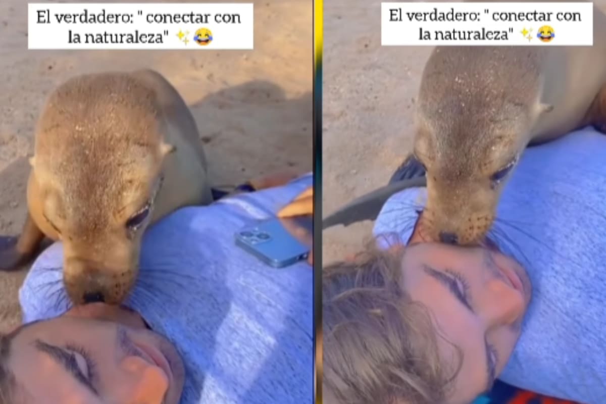 Hombre despierta con inusuales compañeros de siesta: Dos focas se acuestan sobre él en la playa