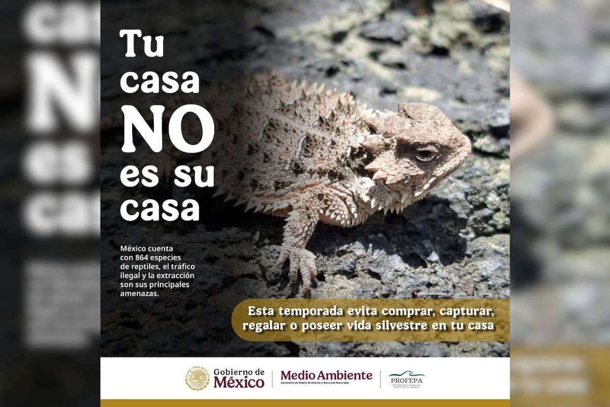 Profepa relanza campaña “Tu casa no es su casa” ante aumento de tráfico de especies durante la temporada navideña