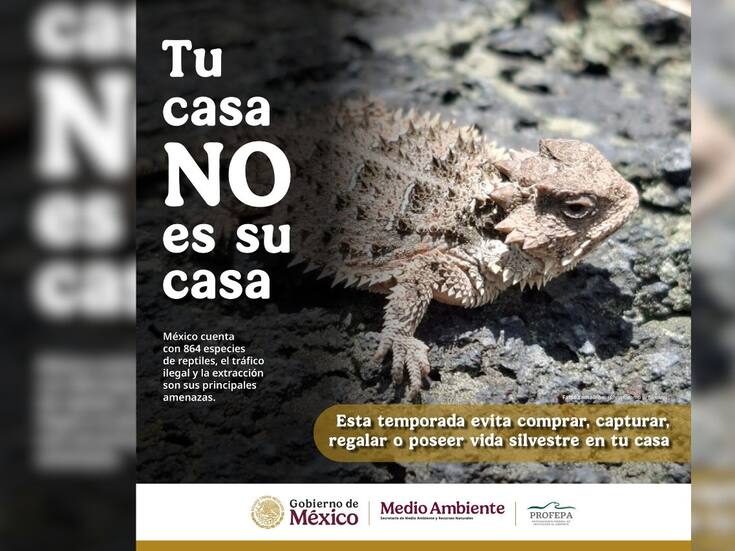 Profepa relanza campaña “Tu casa no es su casa” ante aumento de tráfico de especies durante la temporada navideña