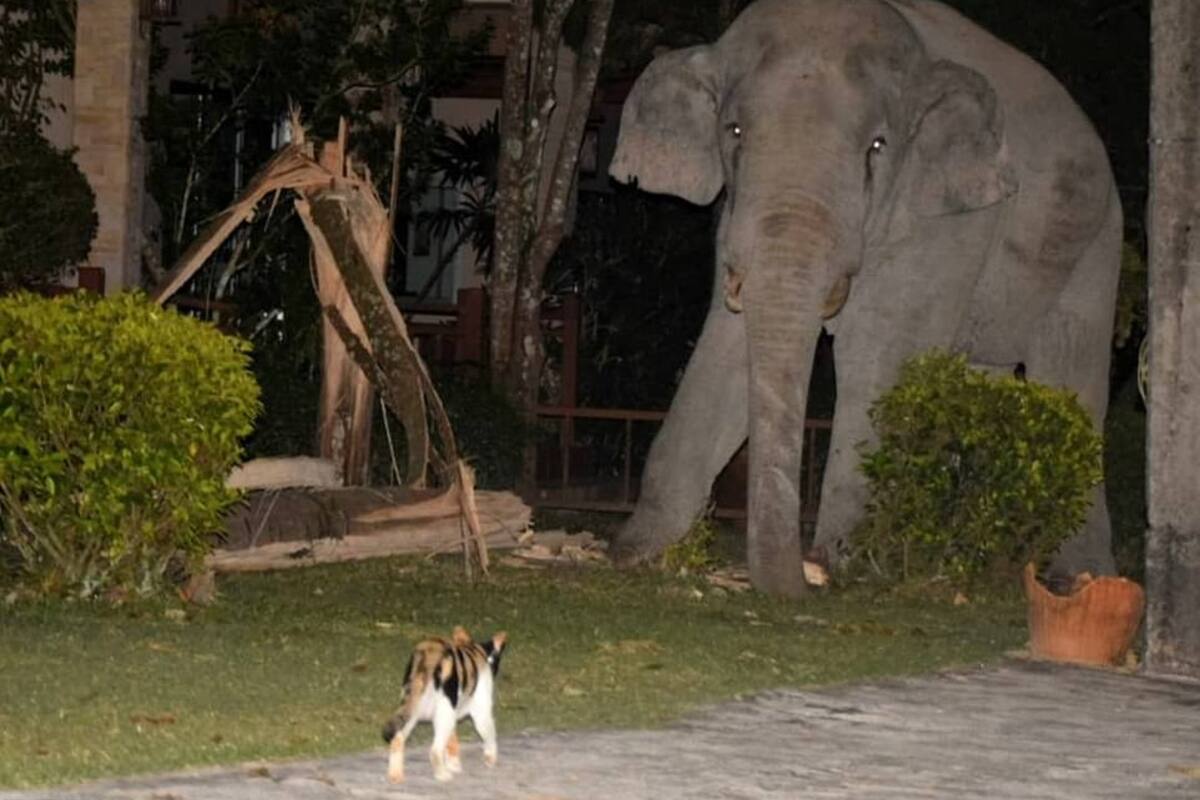 Gato asusta a elefante de casi 4 toneladas