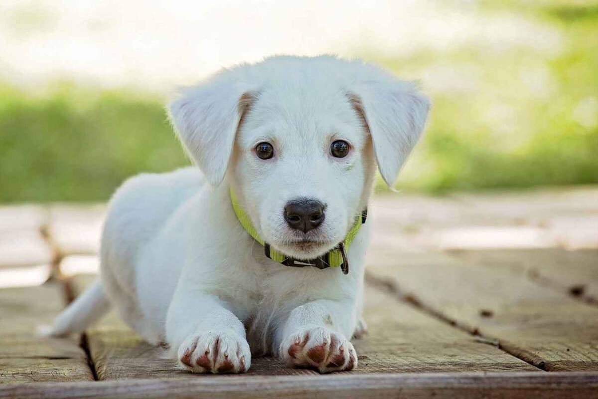 Gobierno de CDMX pide a capitalinos registrar a sus mascotas por ley