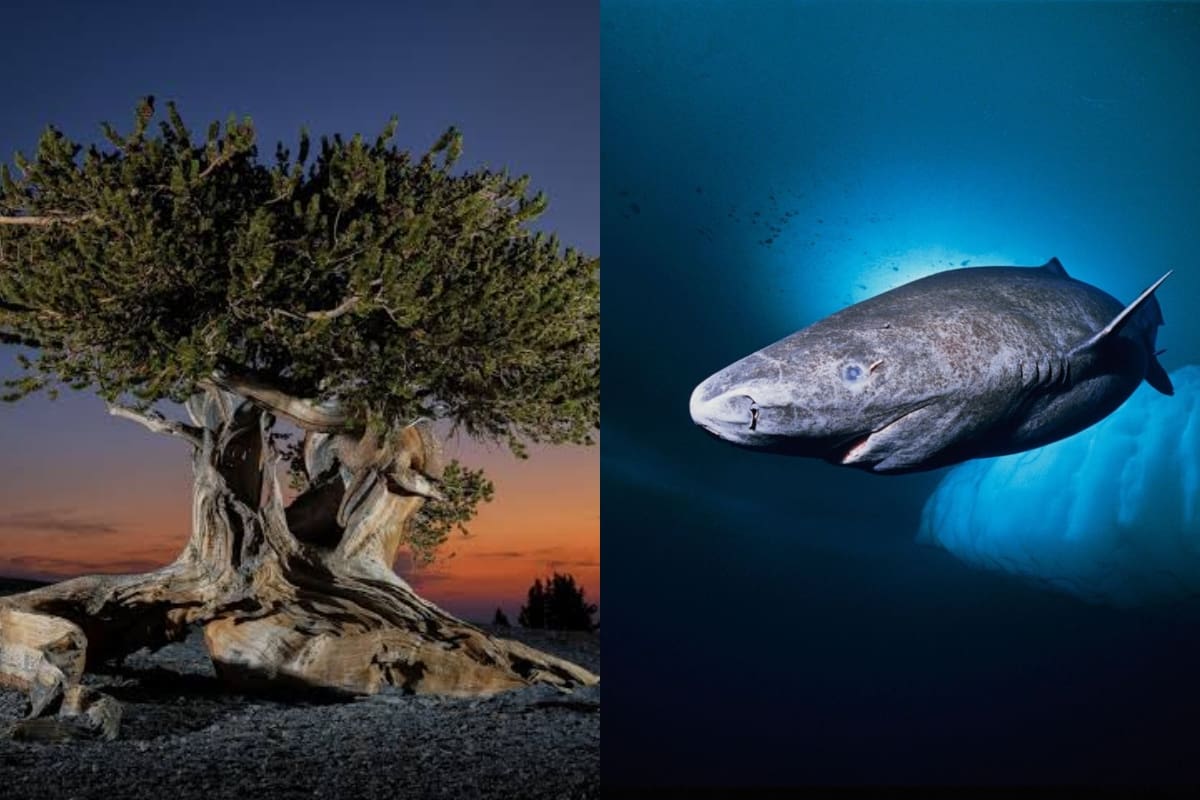 ¿Sabías que los tiburones son más antiguos que los árboles en la Tierra?