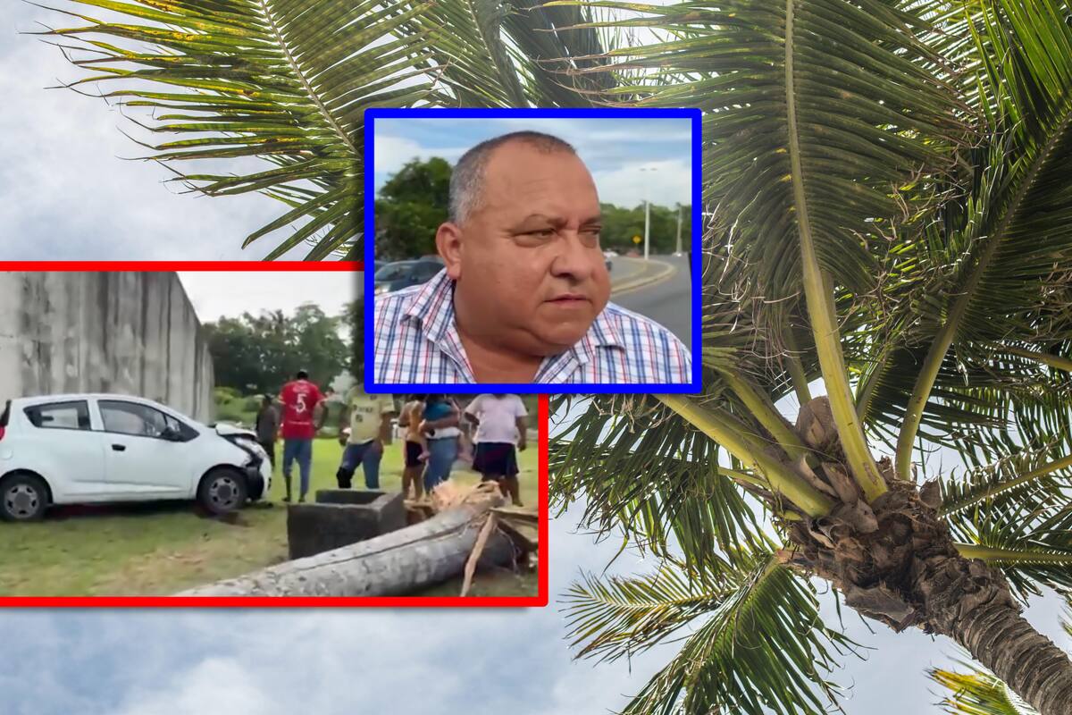 Muere niña en carro aplastado por una palmera: “Mi hija no está muerta, solo está dormidita”, lamentó su madre